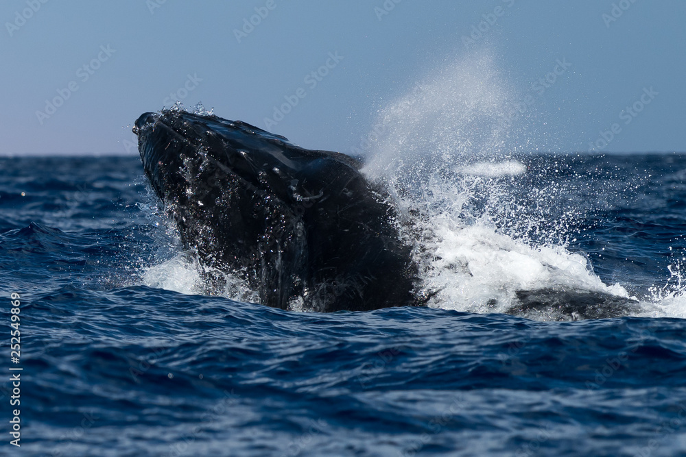 Obraz premium Humpback whale head lunge.