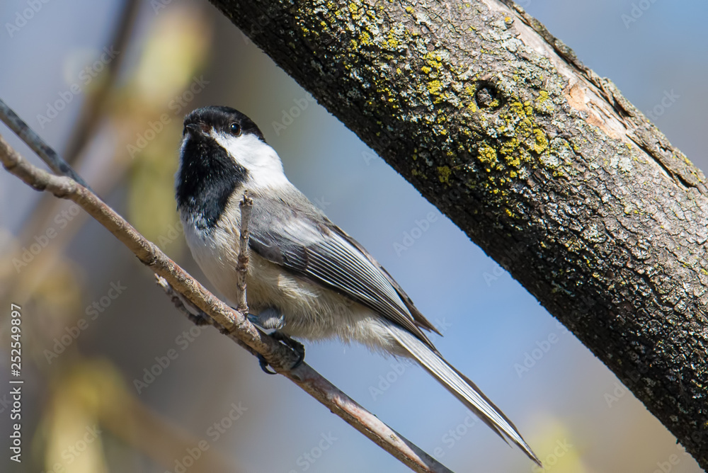 Obraz premium Black-capped chickadee on a branch