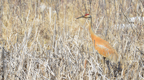 Very early spring migrant sandhill crane in previous year's wetland reeds in the Crex Meadows Wildlife Area in Northern Wisconsin