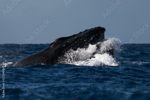 Humpback whale head lunge. © davidhoffmann.com