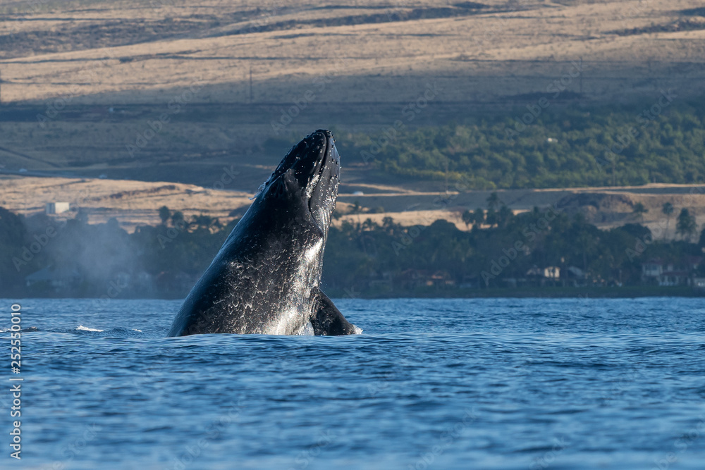 Fototapeta premium Humpback whale head lunge.