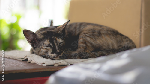 Cute cat or kitten is sleeping in the lazy time