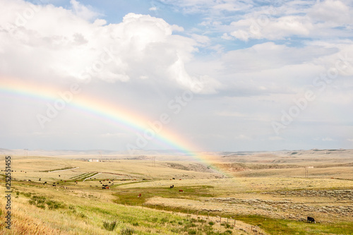 Rainbow Ending in a Field with Cows
