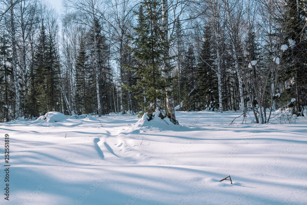 Ski trail in the forest. Traasa in the winter forest. The road for walking through the winter forest. Taiga in the winter. Tracks from the snowcat. Ski trail in the forest. Traasa in the winter forest. The road for walking through the winter forest. Taiga in the winter. Tracks from the snowcat.