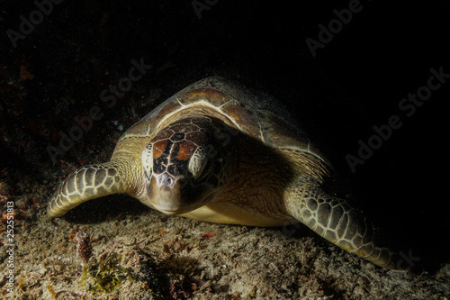 Fototapeta Naklejka Na Ścianę i Meble -  Sea Turtle at the Maldives