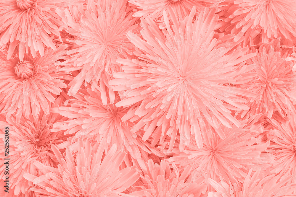 Pink natural floral background, head flower toned. Template for your design. Top-down composition Pink natural floral background, head flower toned. Template for your design. Top-down composition
