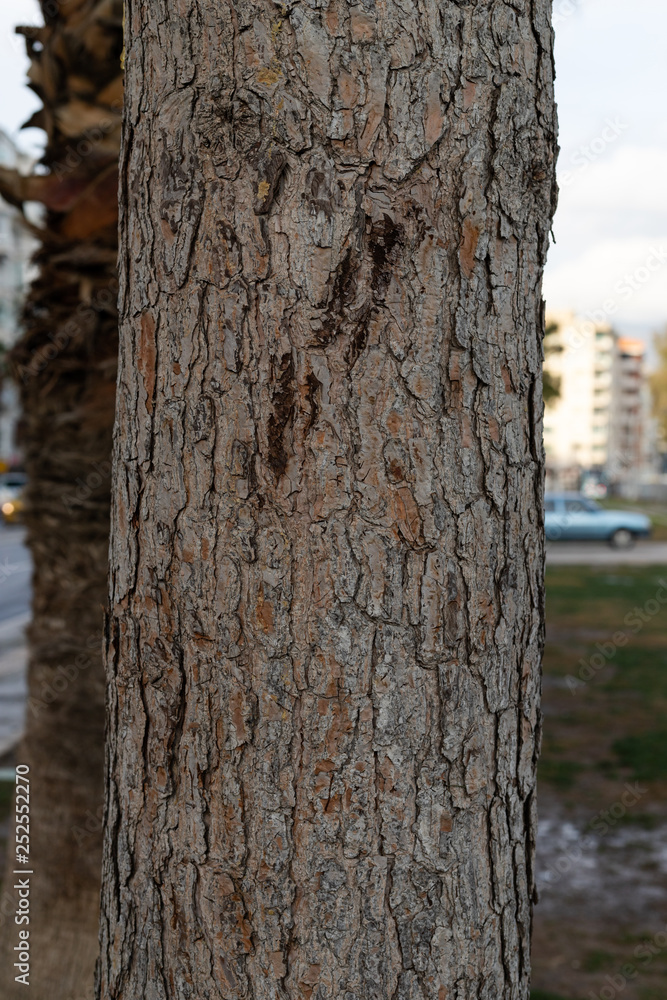 Fototapeta premium Tree trunk and bark