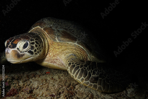 Sea Turtle at the Maldives
