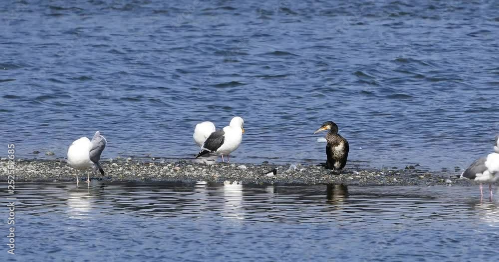 鳥たちの群れ 鳥たちの群れ