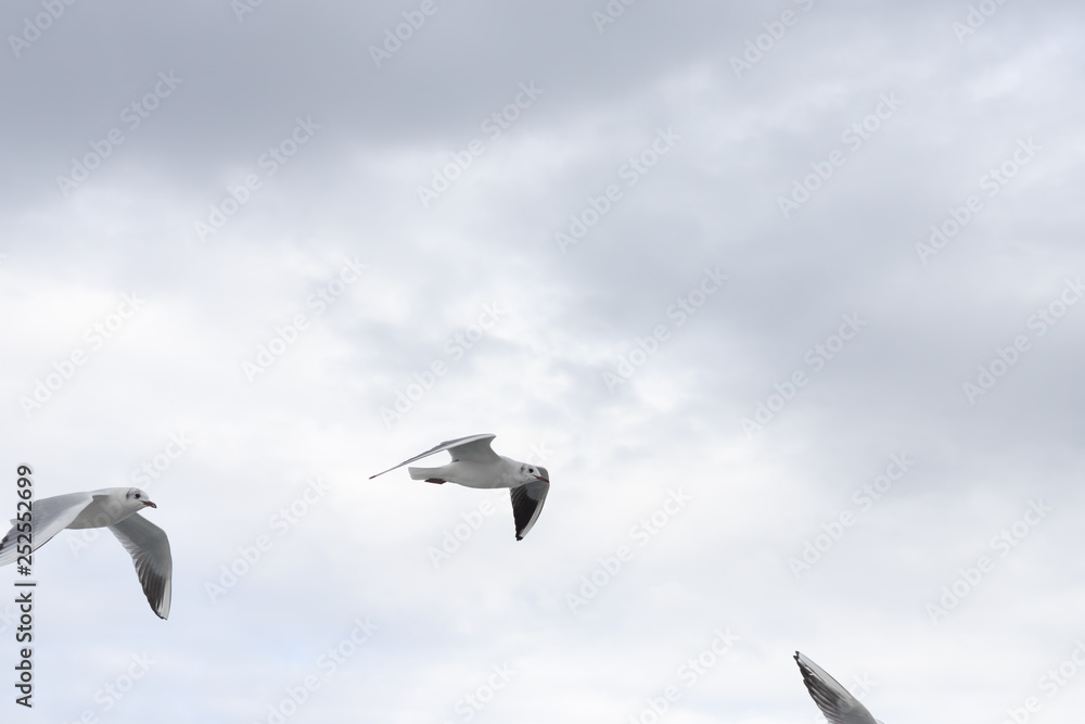 Obraz premium Seagulls in cloudy weather