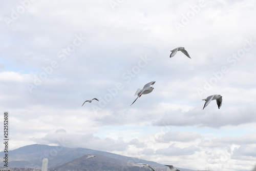 Seagulls in cloudy weather © ozencdeniz