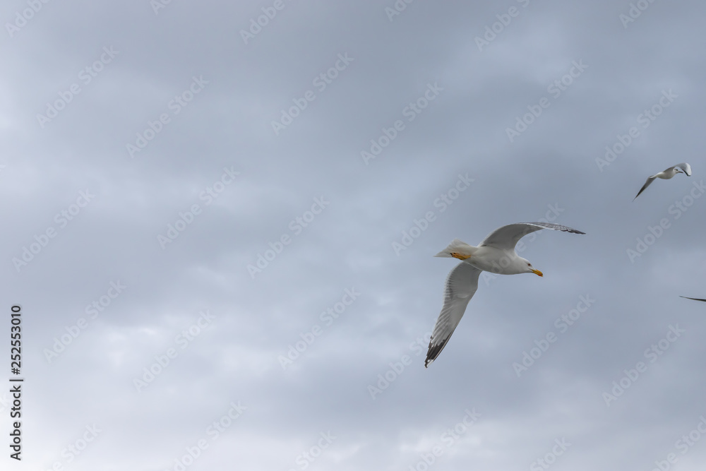 Seagulls in cloudy weather Seagulls in cloudy weather