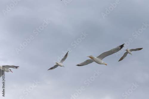 Seagulls in cloudy weather