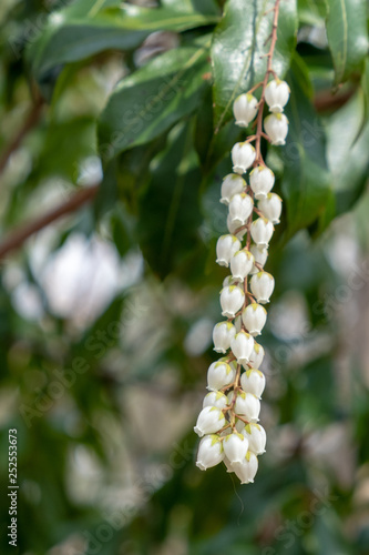 A cluster of tiny white bell-shaped blooms of a Japanese andromeda droop among the foliage.