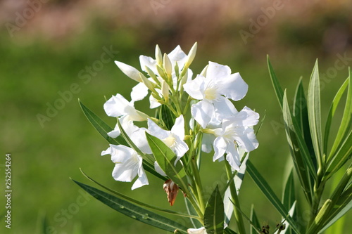 White Oleander or Nerium oleander shrub plant with multiple fully open blooming white flowers next to flower buds surrounded with long dark green leaves on warm sunny summer day