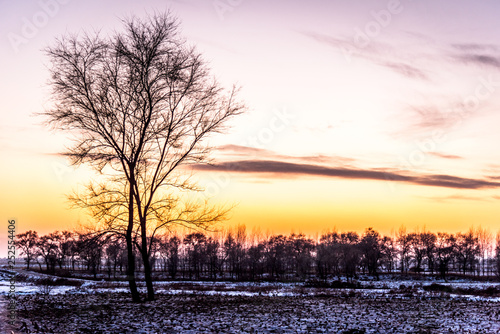 winter landscape with alone tree and forest, Dry tree without leaf and sunset sky with the ground covered snow.