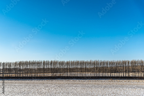 Winter landscape with trees and forest, Dry tree without leaf with blue sky and the ground covered snow.