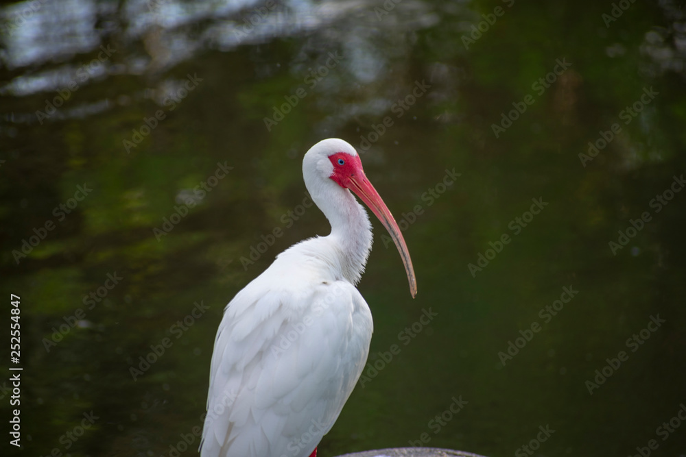 Obraz premium White Ibis