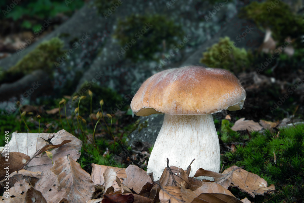Muschroms in the forest, photo Czech republic. Muschroms in the forest, photo Czech republic.