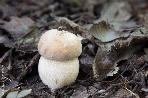 Muschroms in the forest, photo Czech republic.