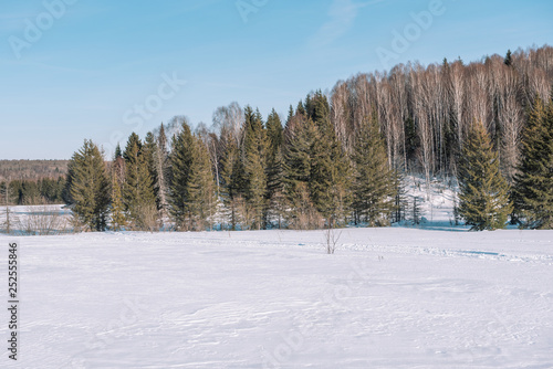 Winter forest landscape. Taiga in the winter. Siberian forest in winter. Snow covered trees. Christmas trees under the snow.