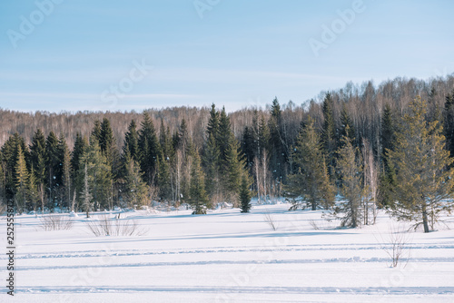 Winter forest landscape. Taiga in the winter. Siberian forest in winter. Snow covered trees. Christmas trees under the snow. © Sergey_Siberia88