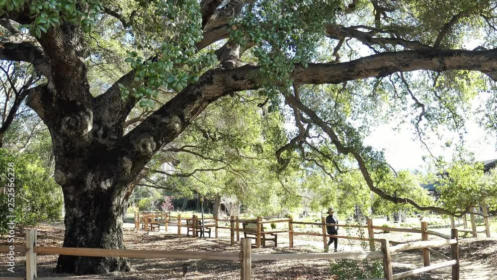 Beautiful tree nature scene around Descanso garden Beautiful tree nature scene around Descanso garden