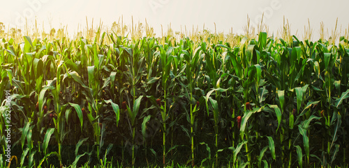 Billede på lærred corn field in morning light