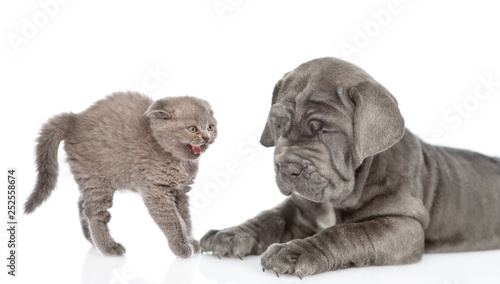 Kitten frightened by a puppy. Isolated on white background