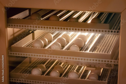Konstfotografi Egg Incubator machine background. Bird egg with hatching in farm.