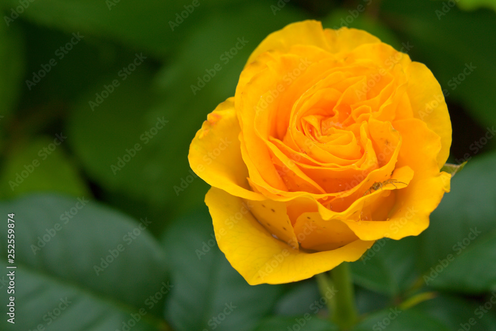 Yellow tea rose. Yellow tea rose.