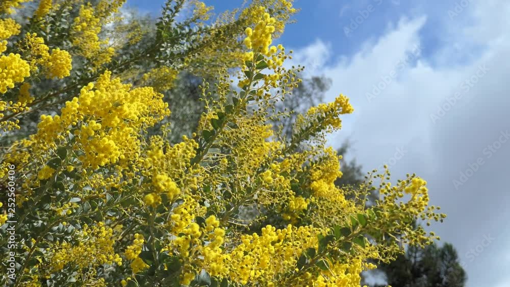 The beautiful Acacia chinchillensis (chinchilla wattle) blossom The beautiful Acacia chinchillensis (chinchilla wattle) blossom