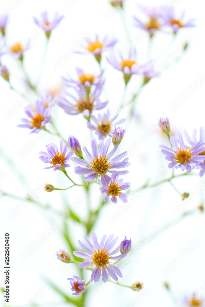 シオンの花 シオンの花