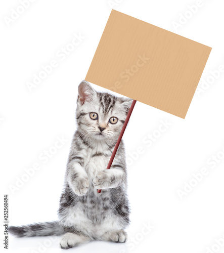 Cat holding blank banner mock up on wood stick. isolated on white background