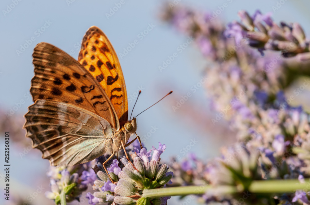 Obraz premium Papilio Argynnis paphia on lavender angustifolia, lavandula