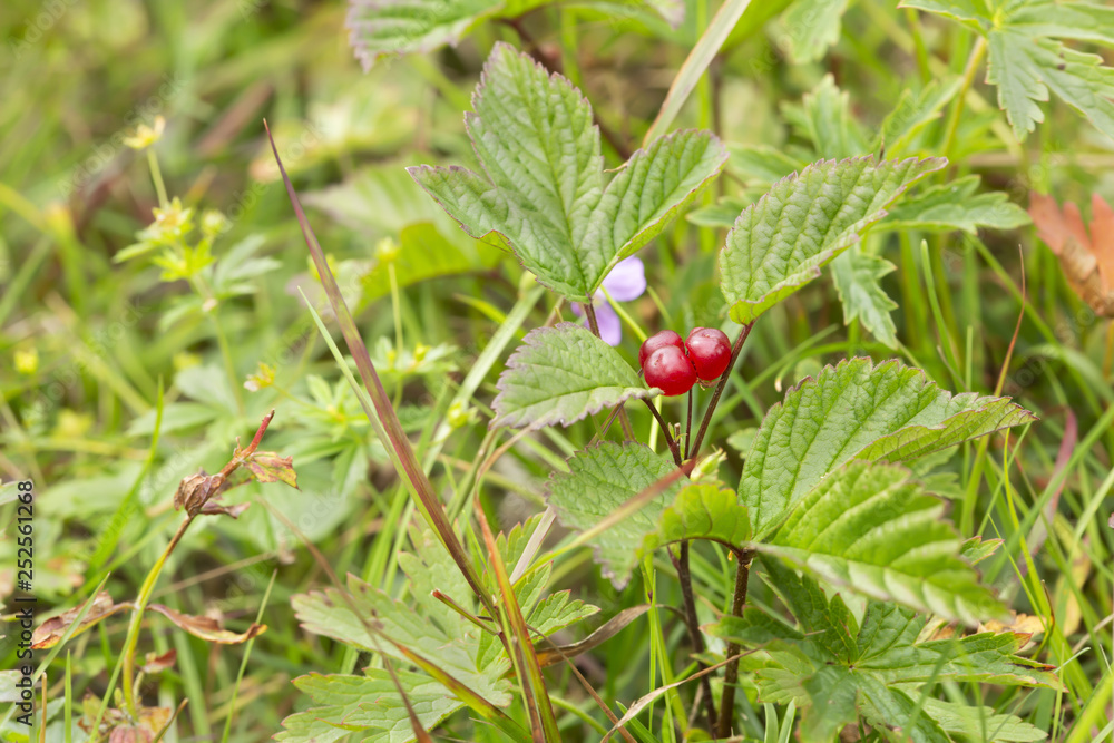 Stone bramle, Rubus saxatilis plant with berry Stone bramle, Rubus saxatilis plant with berry
