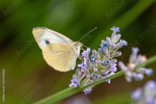 Butterfly Leptidea sinapis on lavender angustifolia, lavandula © diwali