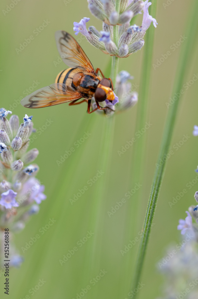 Naklejka premium Honey bee on lavender angustifolia, lavandula