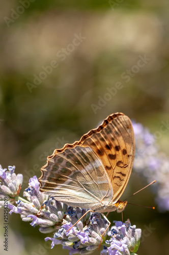 Papilio Argynnis paphia on lavender angustifolia, lavandula
