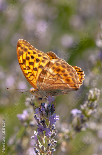 Papilio Argynnis paphia on lavender angustifolia, lavandula