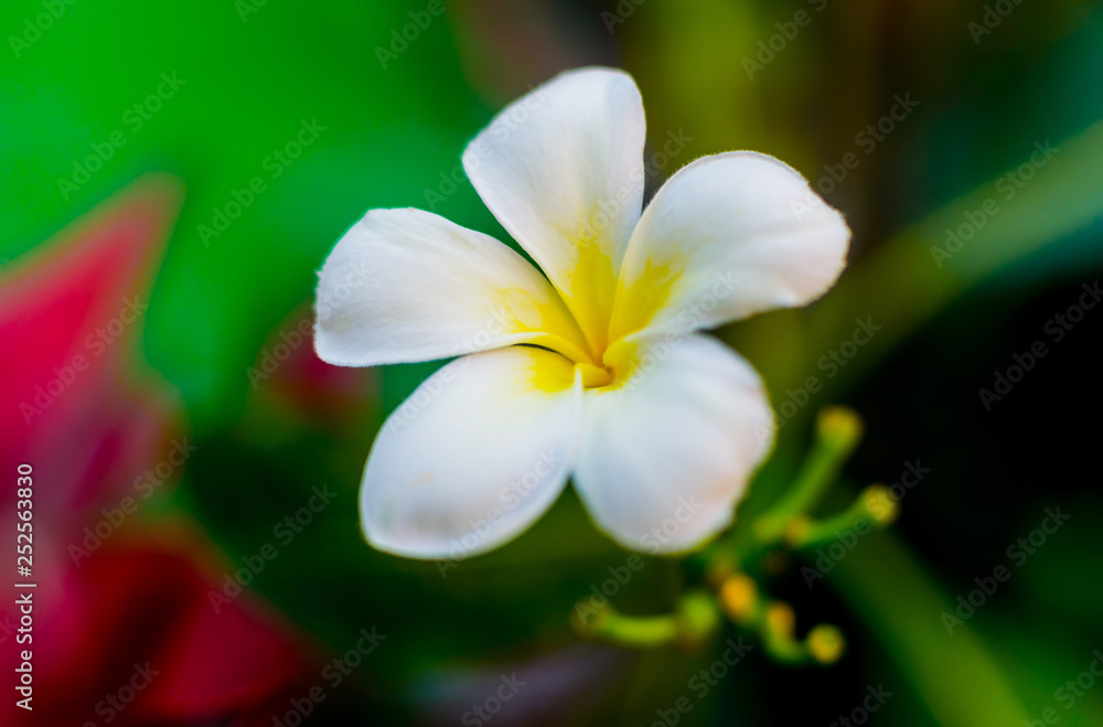 Fototapeta premium Abstract colored background close up. Macro.