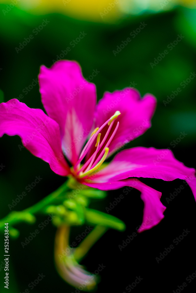 Fototapeta premium Abstract colored background close up. Macro.