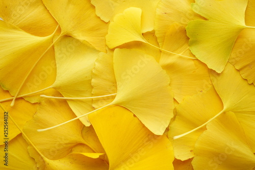 銀杏　いちょう　葉　全面　黄色　落ち葉　接写　マクロ　ビビットカラー