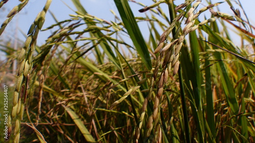 Rice grains ready to be harvested in the summer