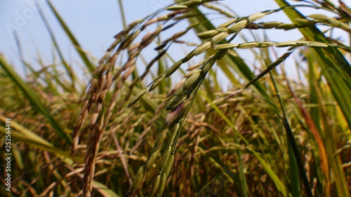 Rice grains ready to be harvested in the summer