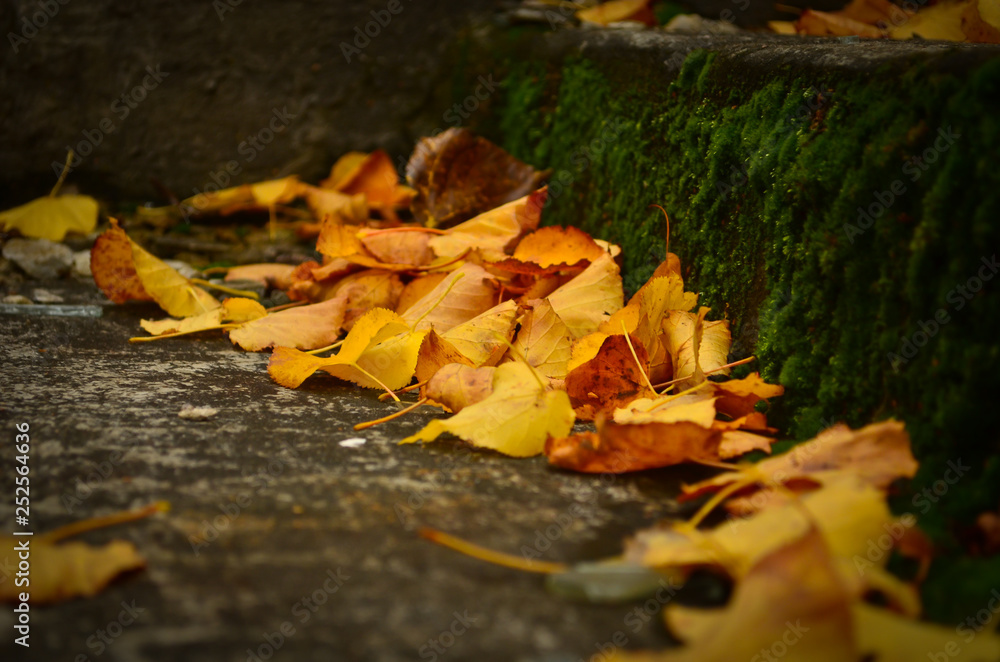 Yellow fallen leaves on the ground Yellow fallen leaves on the ground