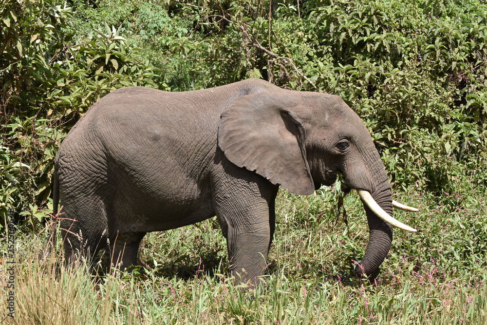 African elephant in Tanzania