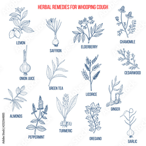 Herbal therapy for whooping couch