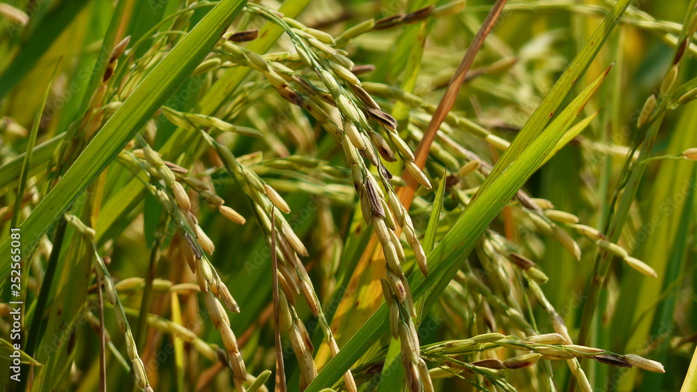Rice grains ready to be harvested in the summer Rice grains ready to be harvested in the summer