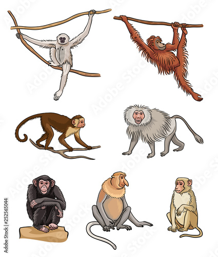 Set of different monkeys - vector illustration